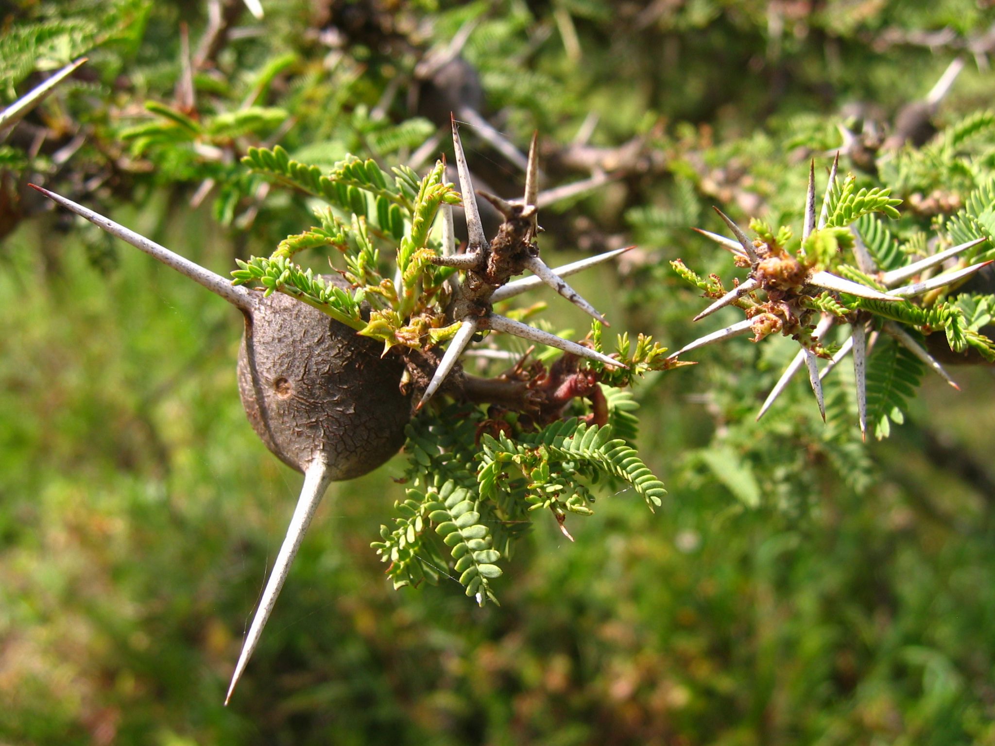A picture of a whistling thorn tree