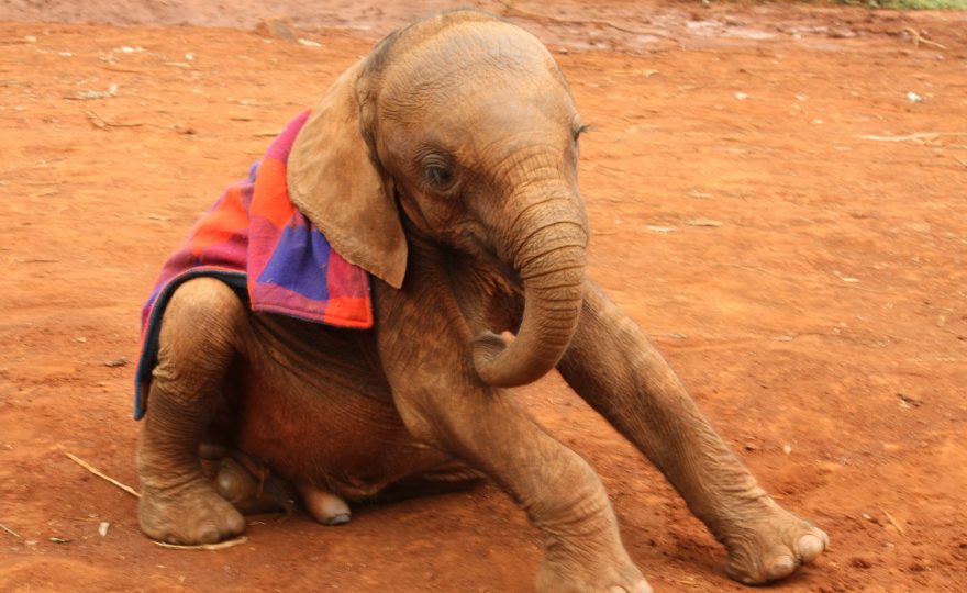 A picture of an baby elephant covered in a blue and red blanket sitting down on red soil.