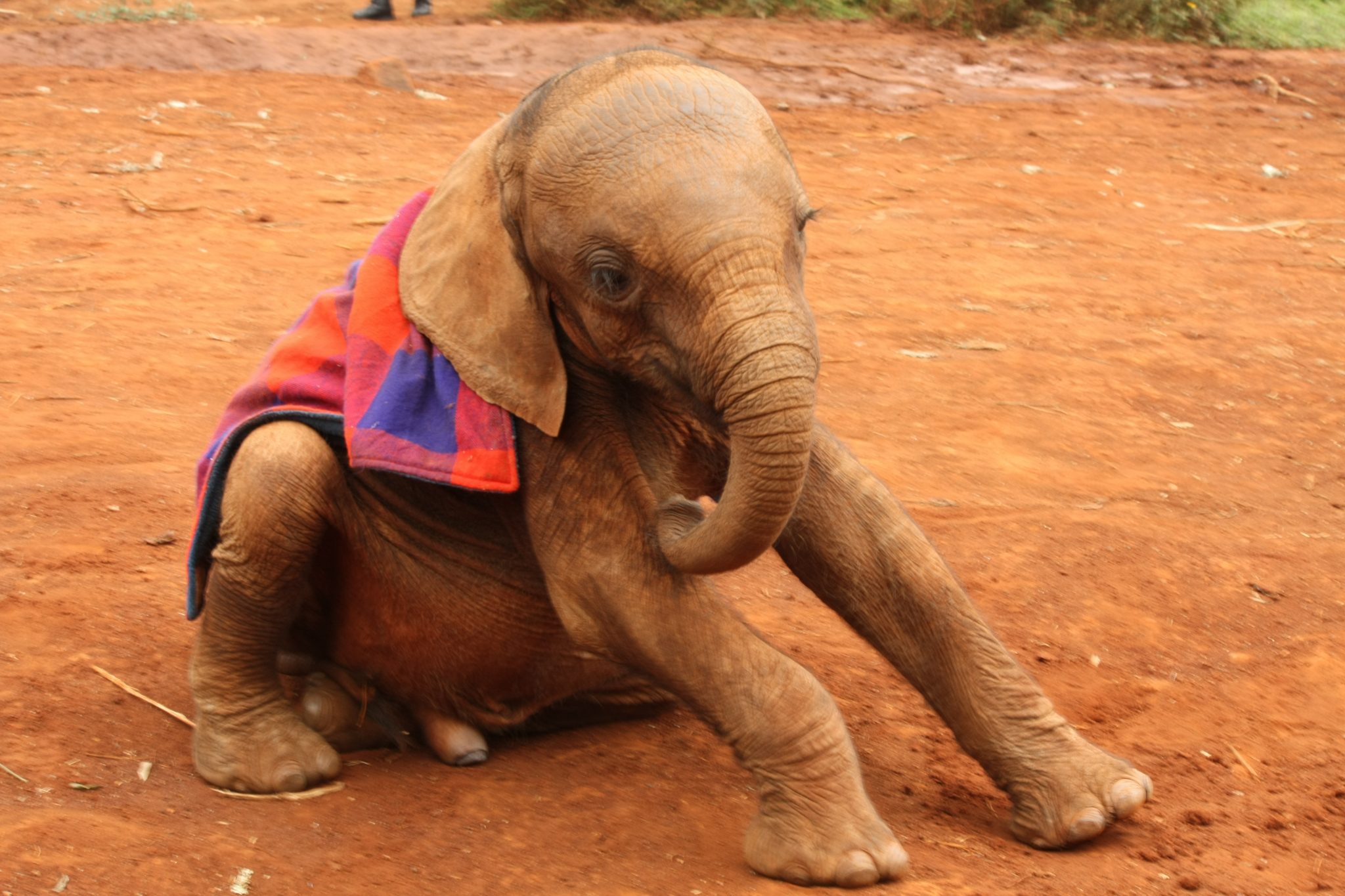 A picture of an baby elephant covered in a blue and red blanket sitting down on red soil.